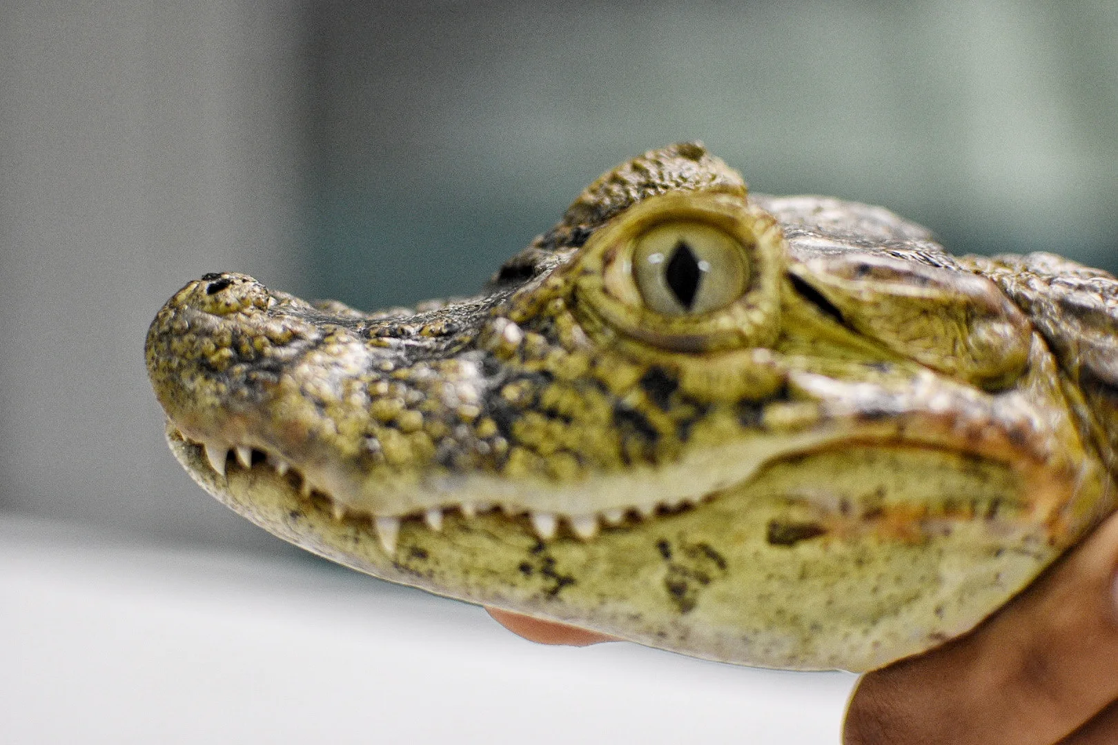 Projeto Caiman - Apae Serra