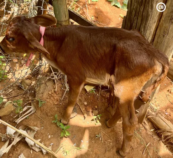 Bezerra é resgatada em Guaçuí
