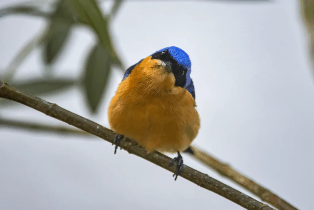 Montagem ou sequência de fotos com diferentes espécies de aves registradas na Reserva Águia Branca