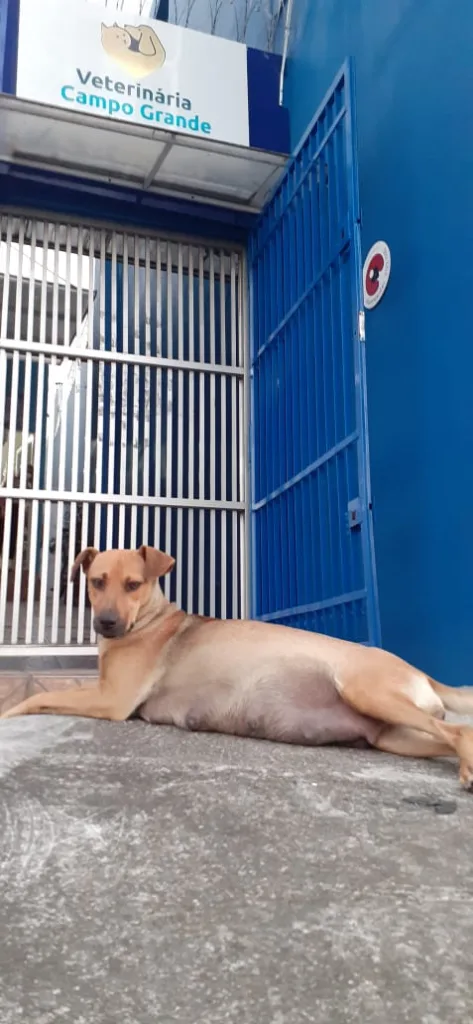 Cachorrinha prenha
