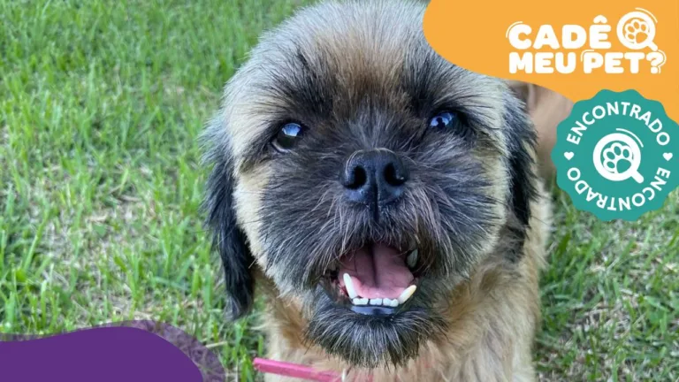 Nina, shih tzu encontrada. (Foto: arquivo pessoal)