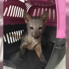 Cachorro-do-mato resgatado. Foto: Ecovias 101