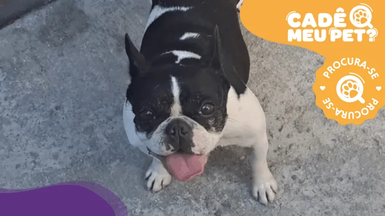 Luna, buldogue francês de pequeno porte desaparecida. (Foto: arquivo pessoal)