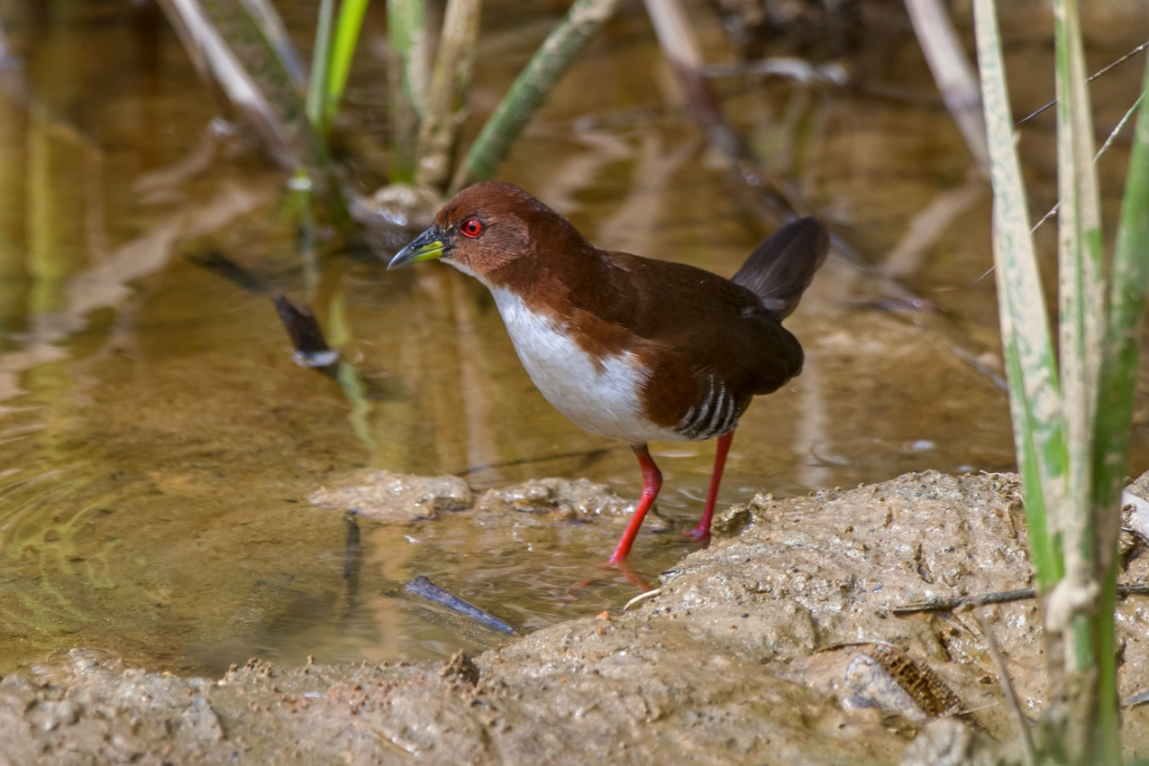 Sanã-vermelha, ave tímida e rara, registrada na vegetação densa da Reserva Águia Branca