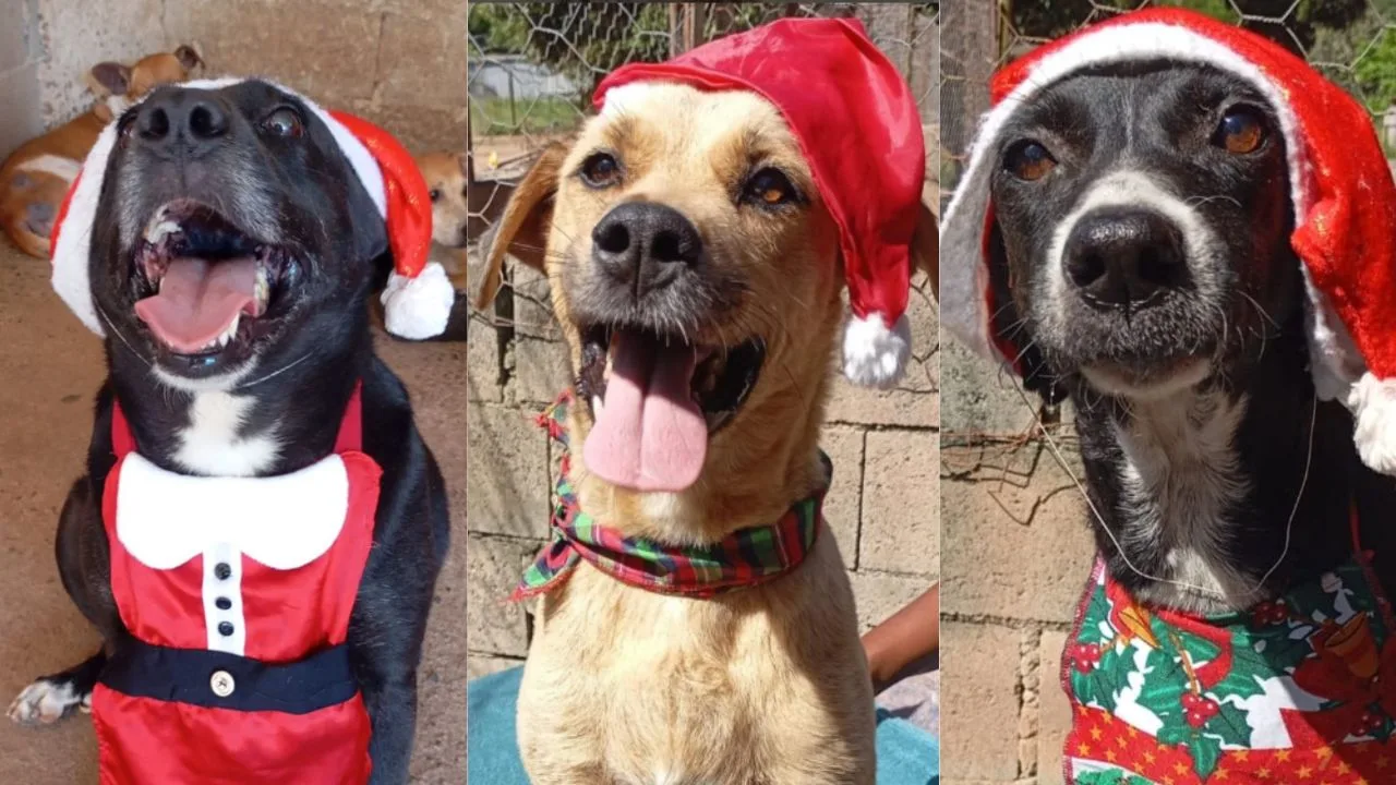 Campanha de Natal Animais Carentes