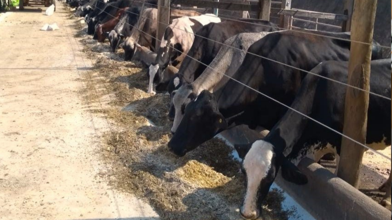 vacas bois gado TecLeite pecuária
