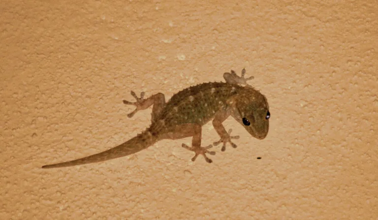 Lagartixas assustam, mas são inofensivas e ajudam a combater insetos (Foto: Reprodução/Canva)