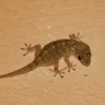 Lagartixas assustam, mas são inofensivas e ajudam a combater insetos (Foto: Reprodução/Canva)