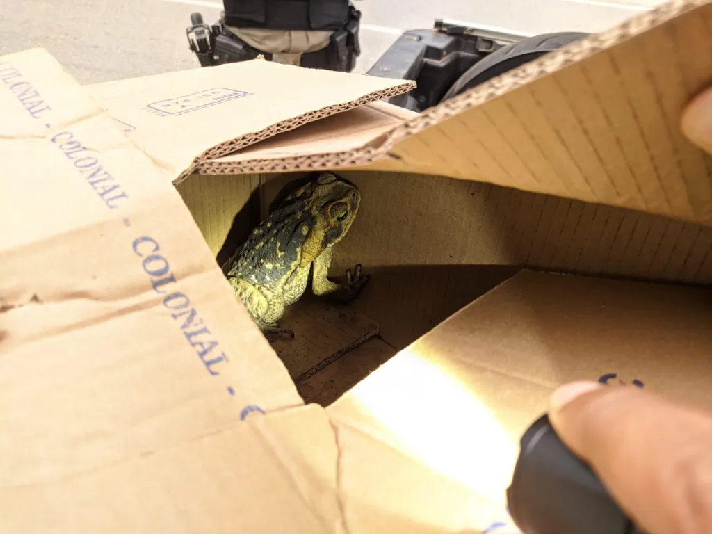 Sapos são apreendidos em Minas Gerais