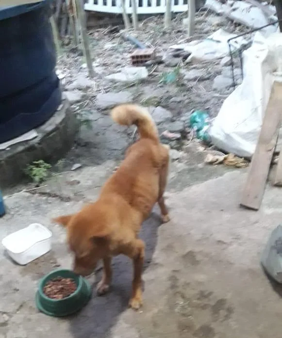 cão animal cachorro maus-tratos a animais