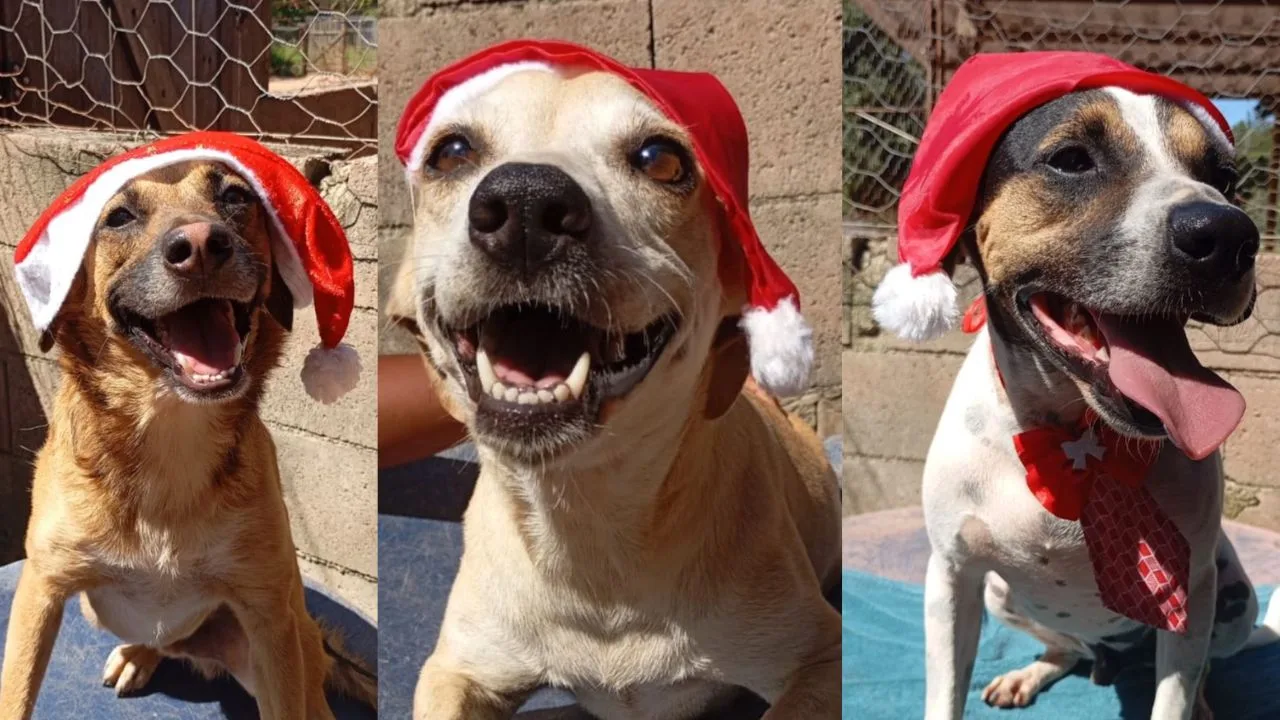 Campanha de Natal Animais Carentes