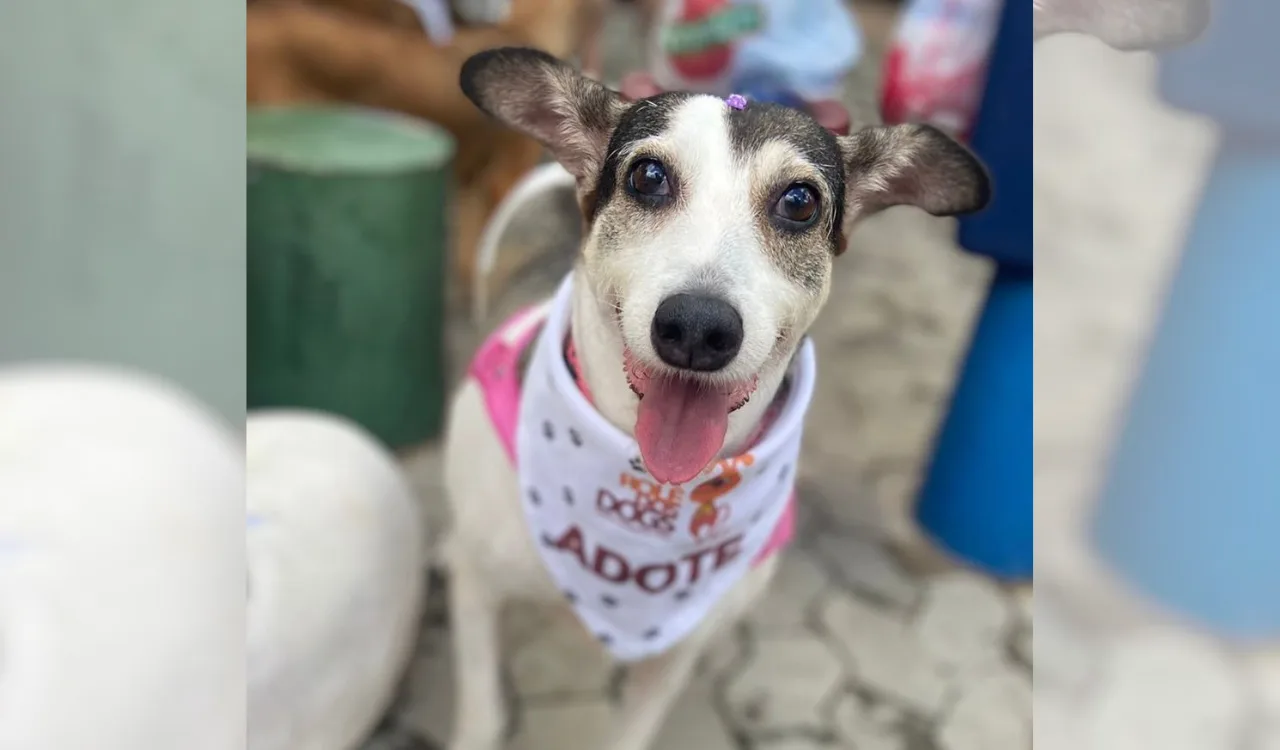 Adoção de animais shopping vitória