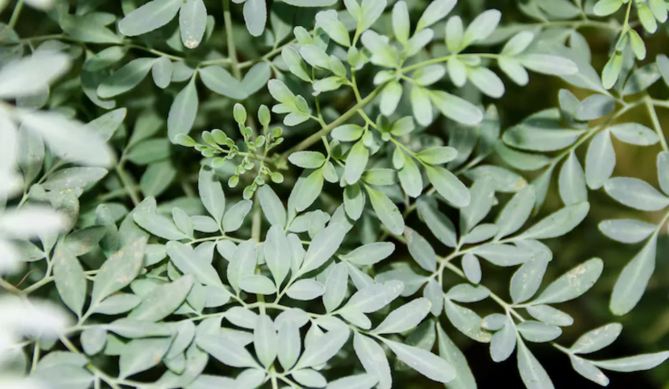 Planta arruda (Foto: Freepik)