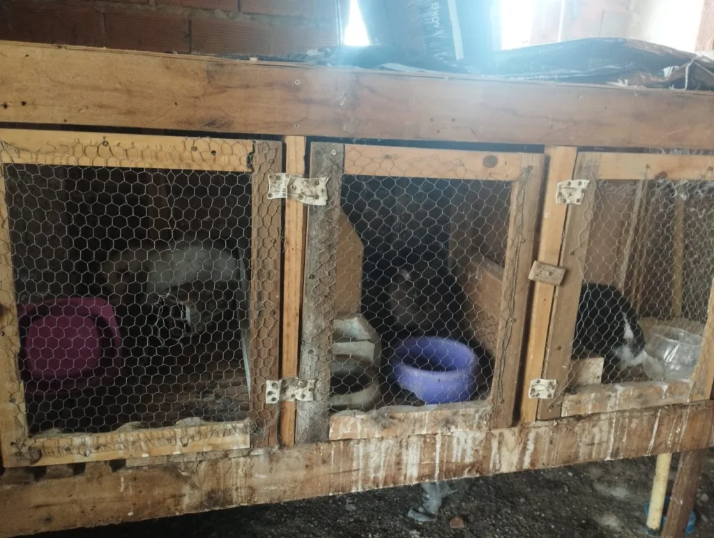 Cachorro pendurado morto faz fiscais em Itapemirim acharem 70 animais sofrendo maus-tratos
