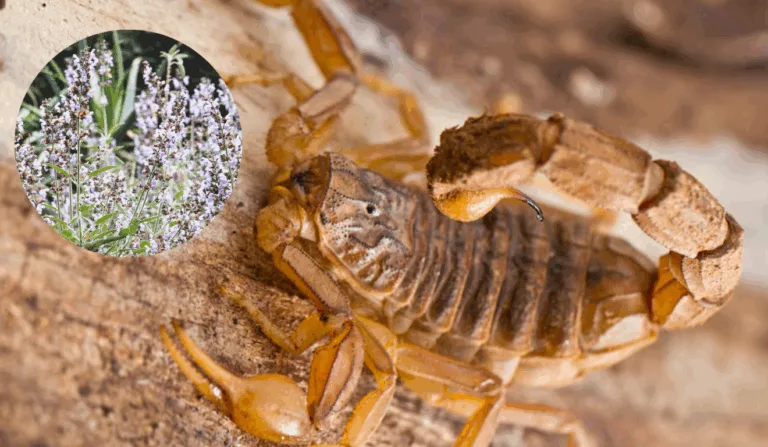 Repelente natural para escorpiões (Foto: Freepik)