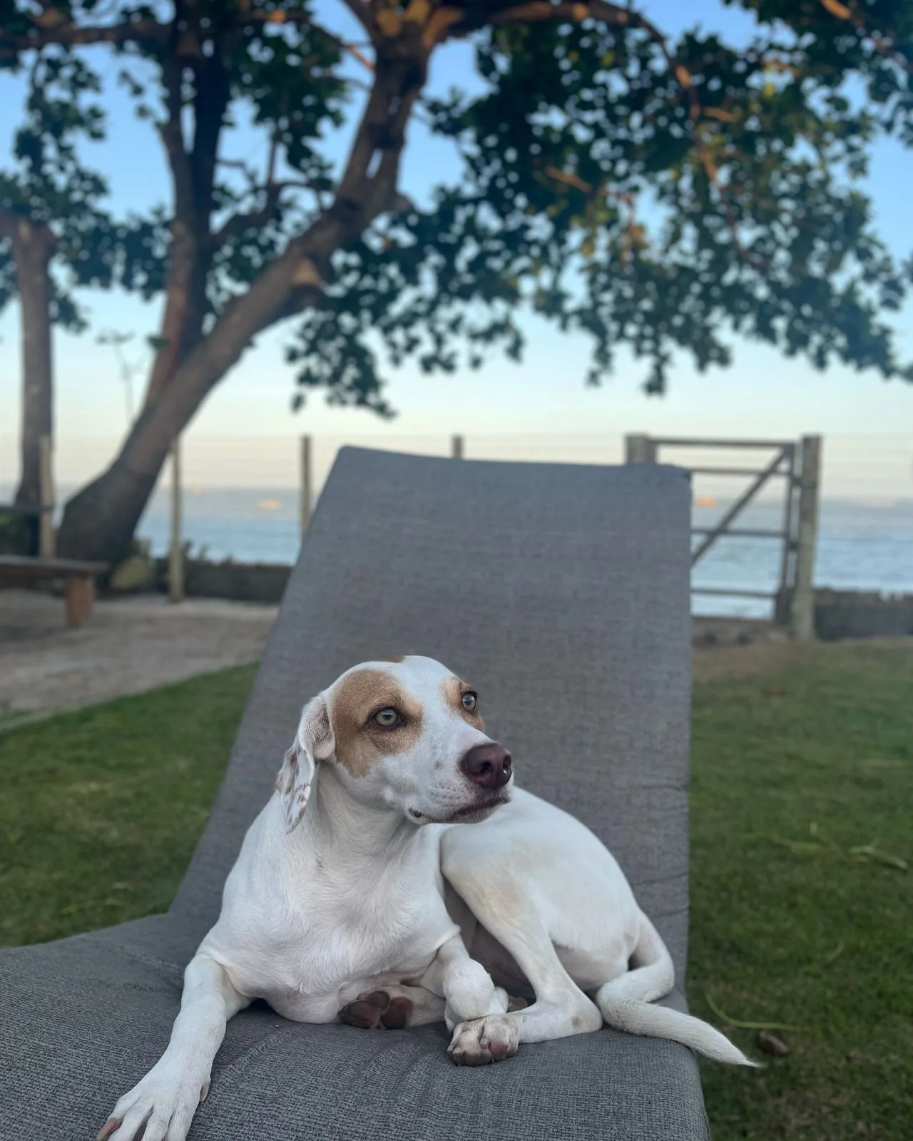 Nala