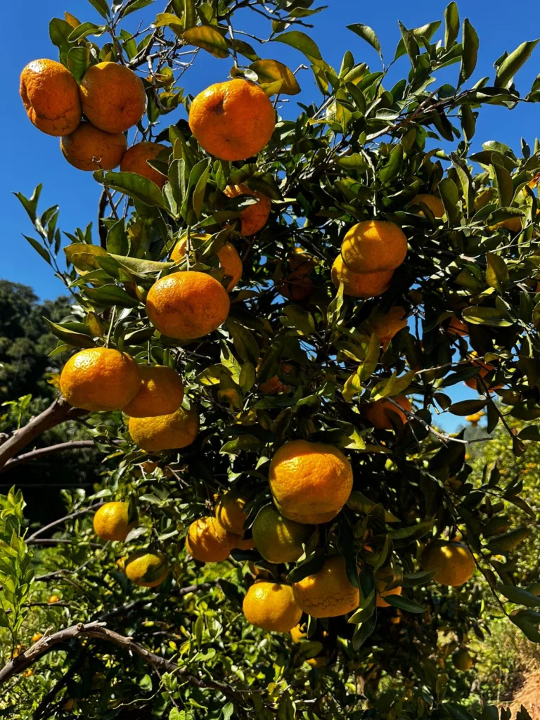 Pomar arranjo produtivo