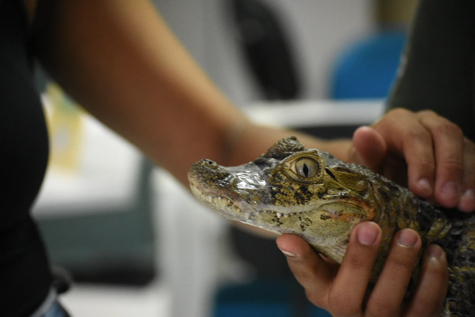 Projeto Caiman - Apae da Serra