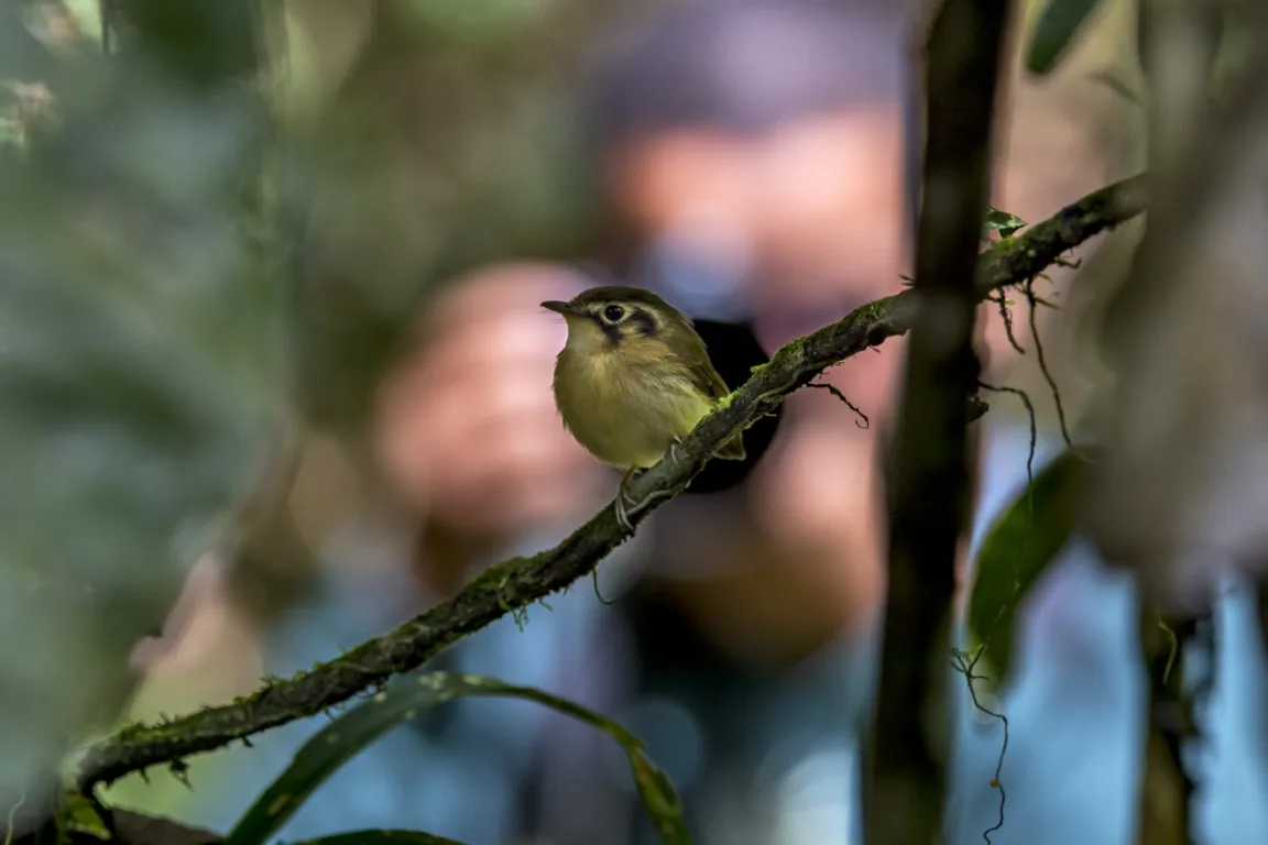 Aves registradas por Leonardo Merçon no iNaturalist Painel com diversas fotos de aves registradas por Leonardo Merçon e publicadas no iNaturalist