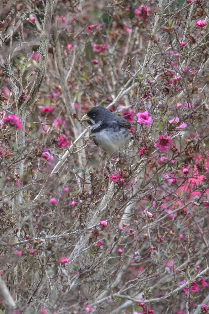 Montagem ou sequência de fotos com diferentes espécies de aves registradas na Reserva Águia Branca