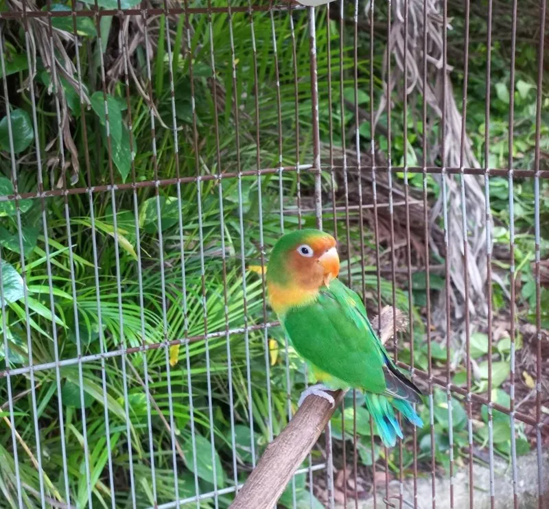 Guardião de Fauna