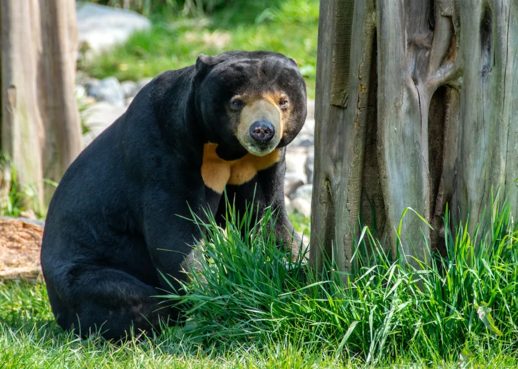 Urso-do-sol