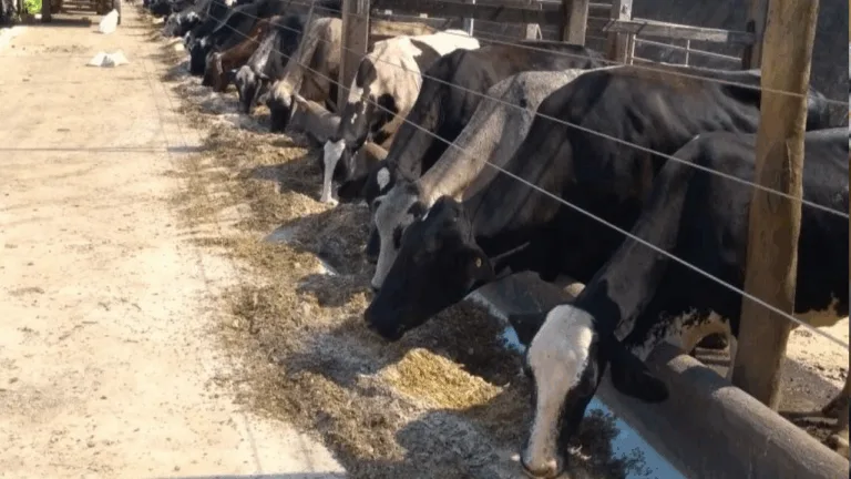 vacas bois gado TecLeite pecuária