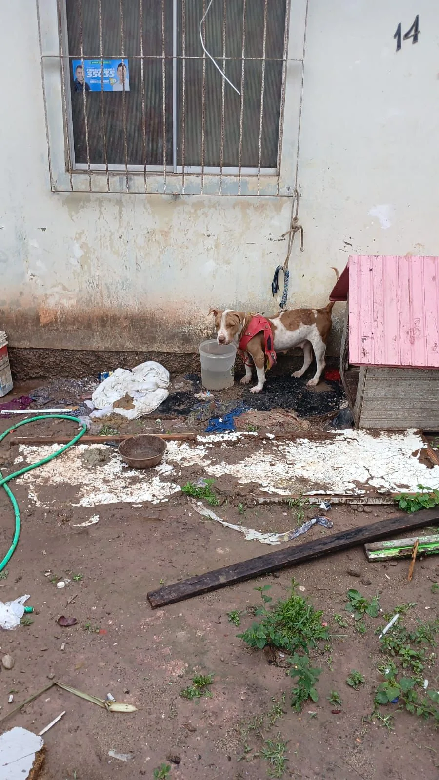Animais Maus-Tratos Vila Velha Jabaete
