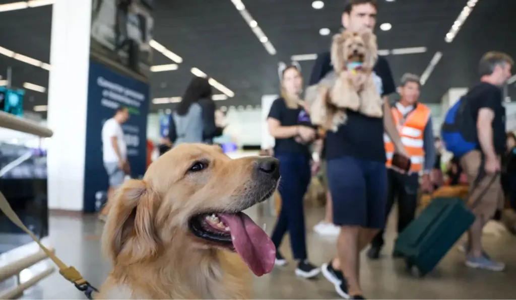 Companhias aéreas podem negar embarque de animais na cabine do avião. Foto: Fabio Rodrigues-Pozzebom/ Agência Brasil Companhias aéreas podem negar embarque de animais na cabine do avião. Foto: Fabio Rodrigues-Pozzebom/ Agência Brasil