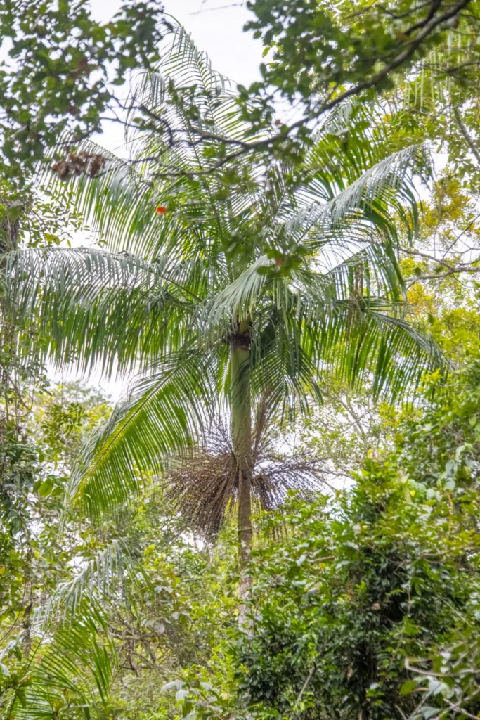Palmeira-juçara adulta em floresta serrana Palmeira-juçara adulta cresce em meio à vegetação densa da floresta atlântica capixaba