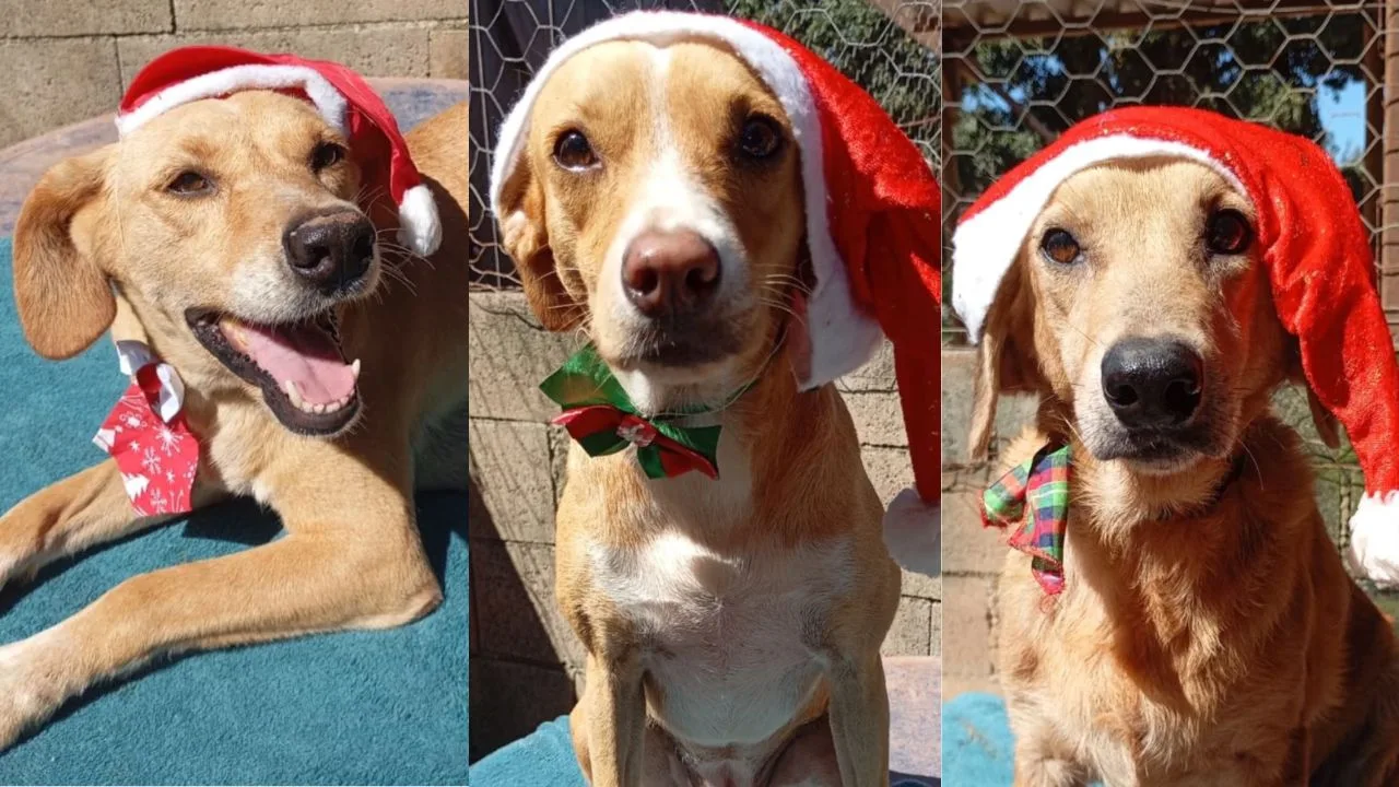 Campanha de Natal Animais Carentes