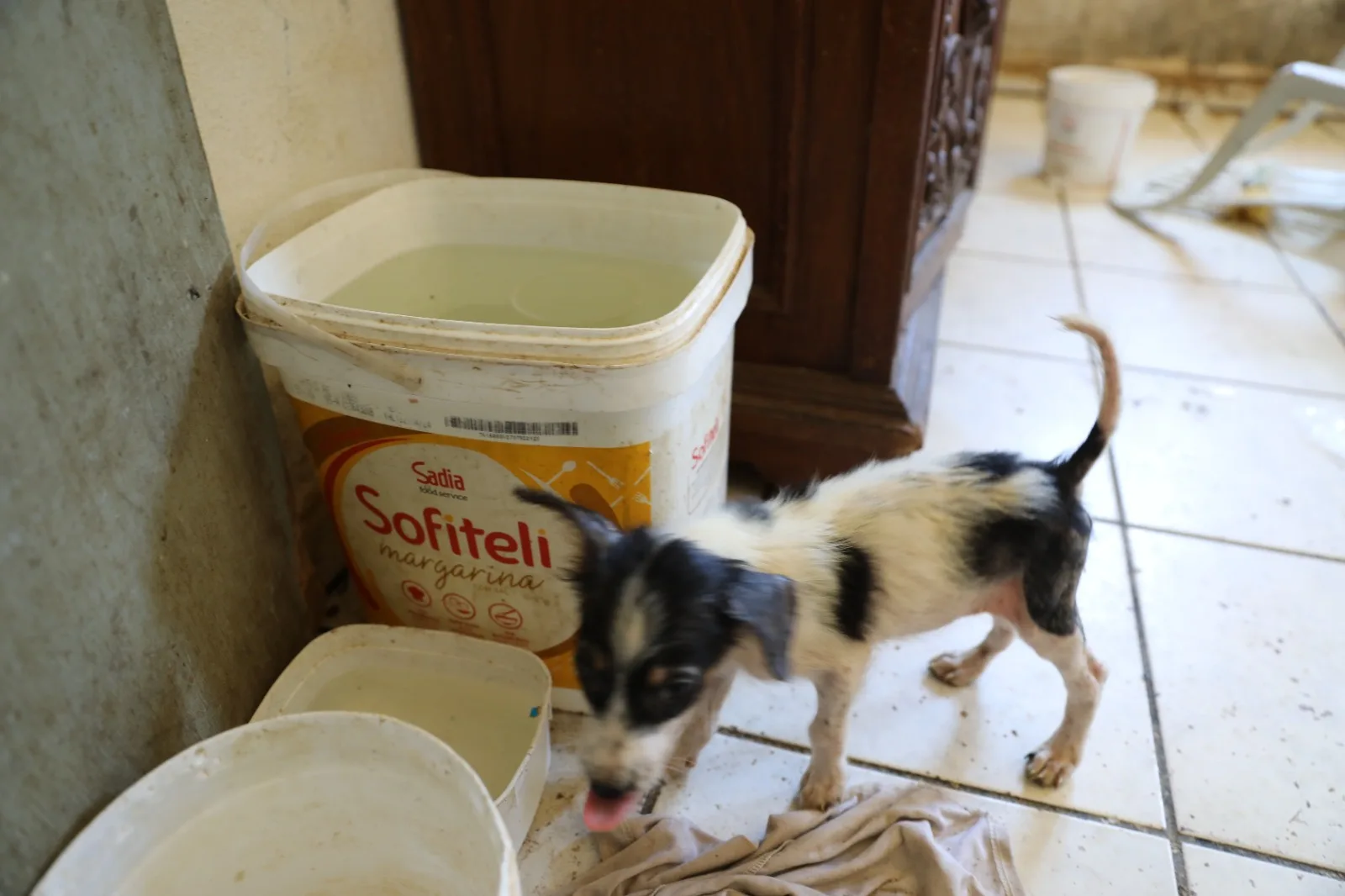 Cachorros vítimas de maus-tratos