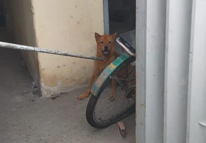 cão animal cachorro maus-tratos a animais