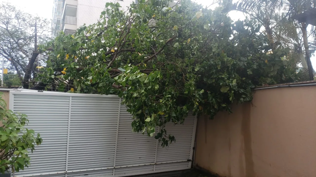 Queda de árvore jardim camburi