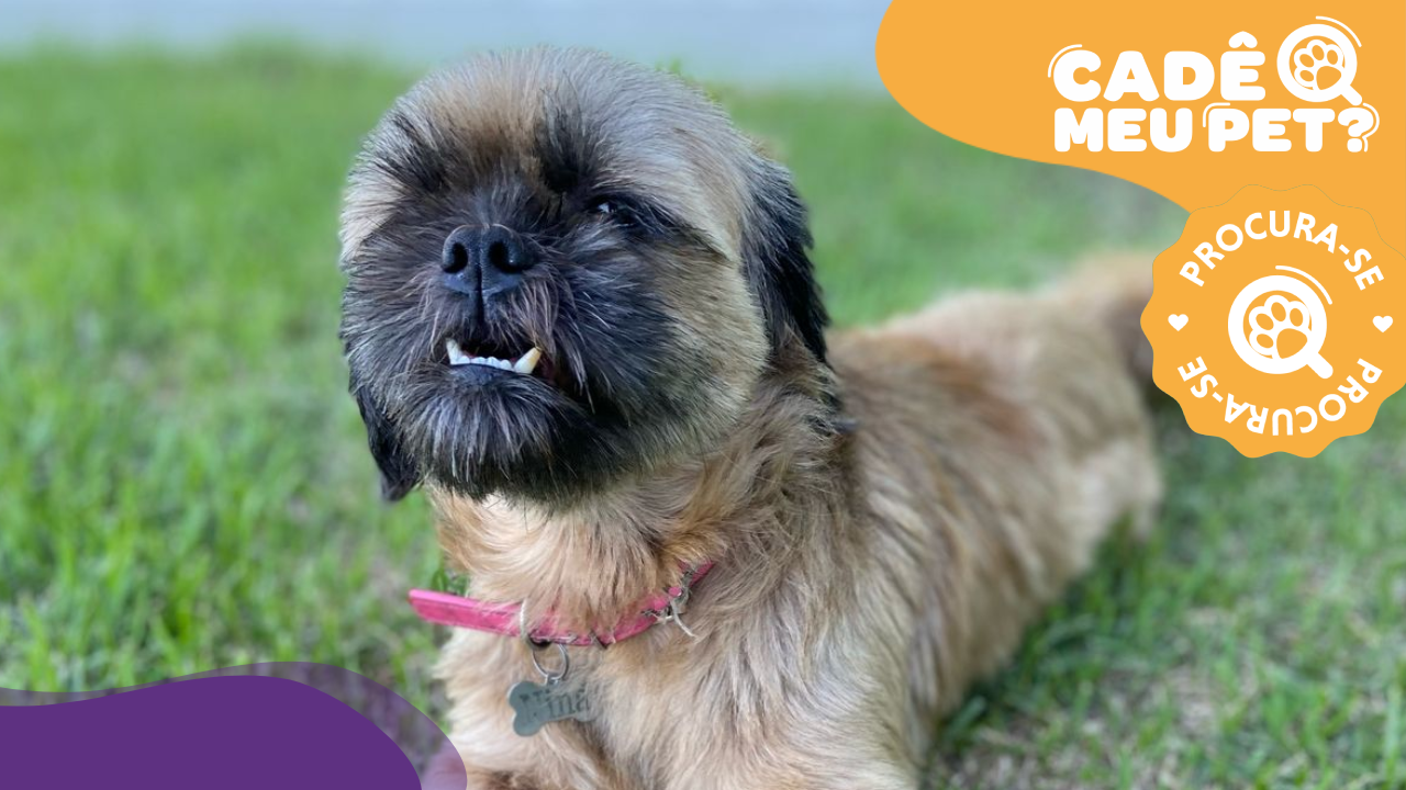 Nina, Shih Tzu desaparecida. (Foto: arquivo pessoal)