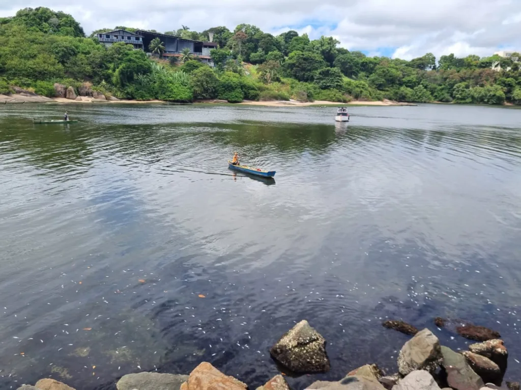 Peixes mortos próximos ao píer de Iemanjá