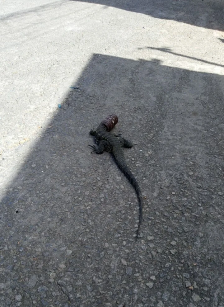 lagarto