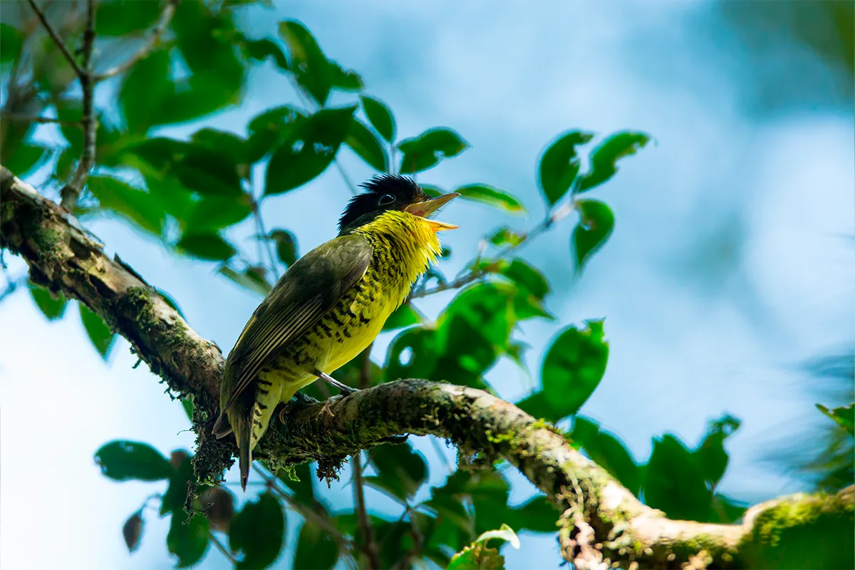 Reserva Águia Branca