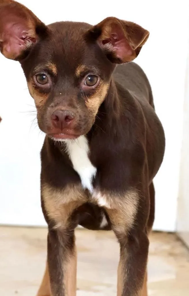 adoção pets