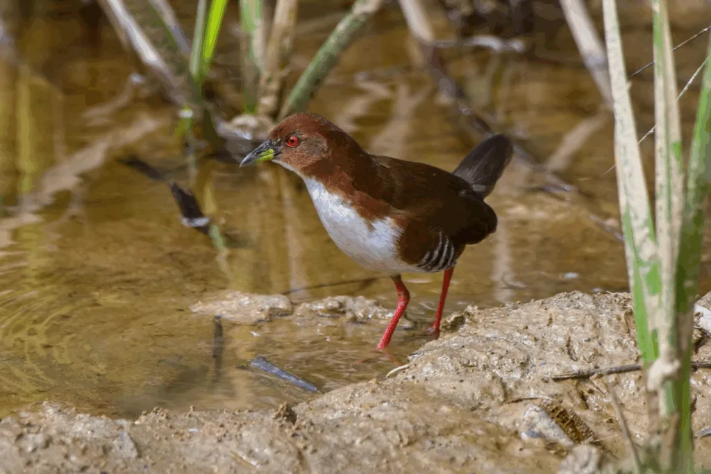 Registro da sansanã-vermelha na Reserva Águia Branca Sanã-vermelha, ave tímida e rara, registrada na vegetação densa da Reserva Águia Branca