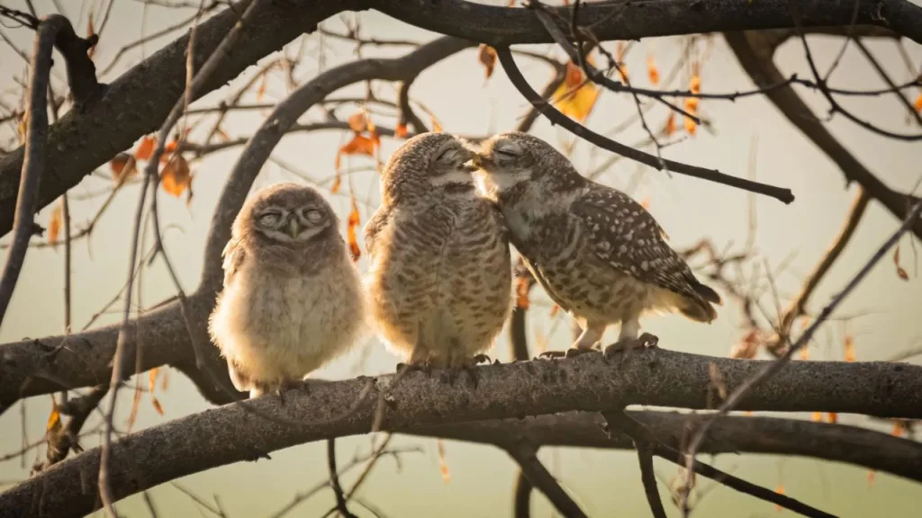 Nikon Comedy Wildlife Award