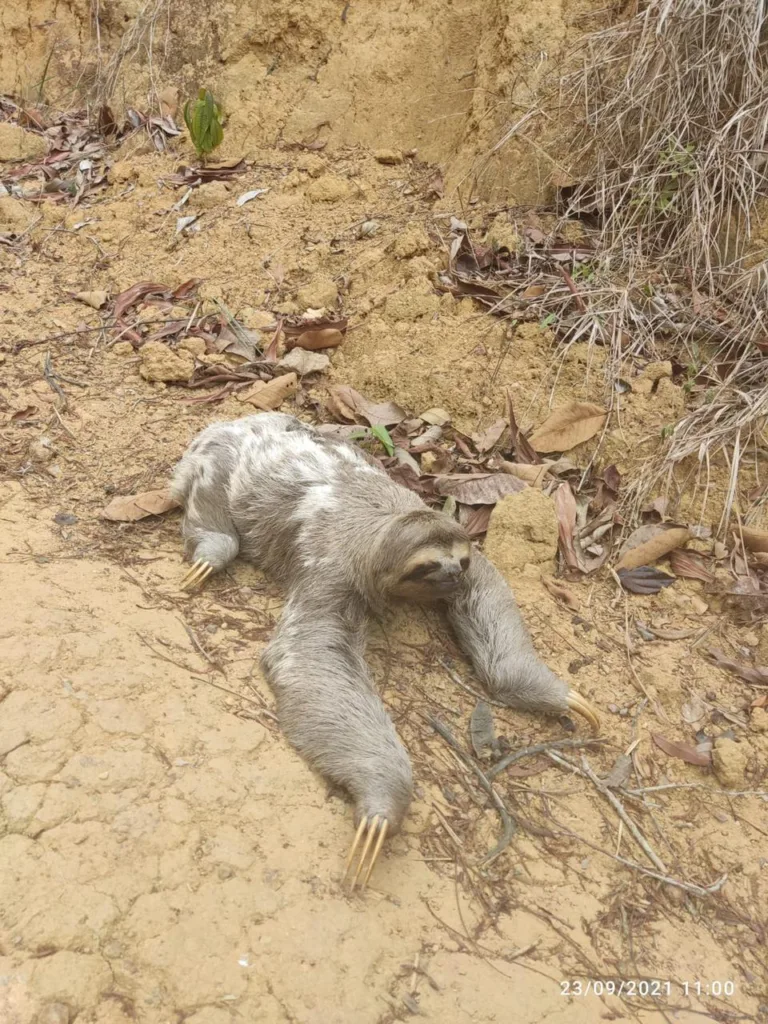 Bicho preguiça