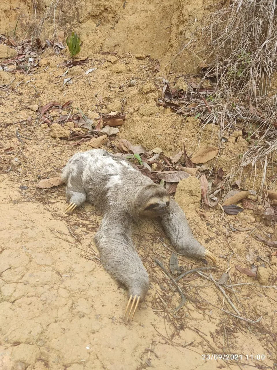 Bicho preguiça