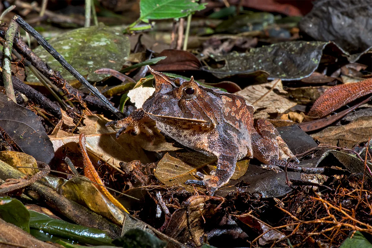 Reserva Águia Branca