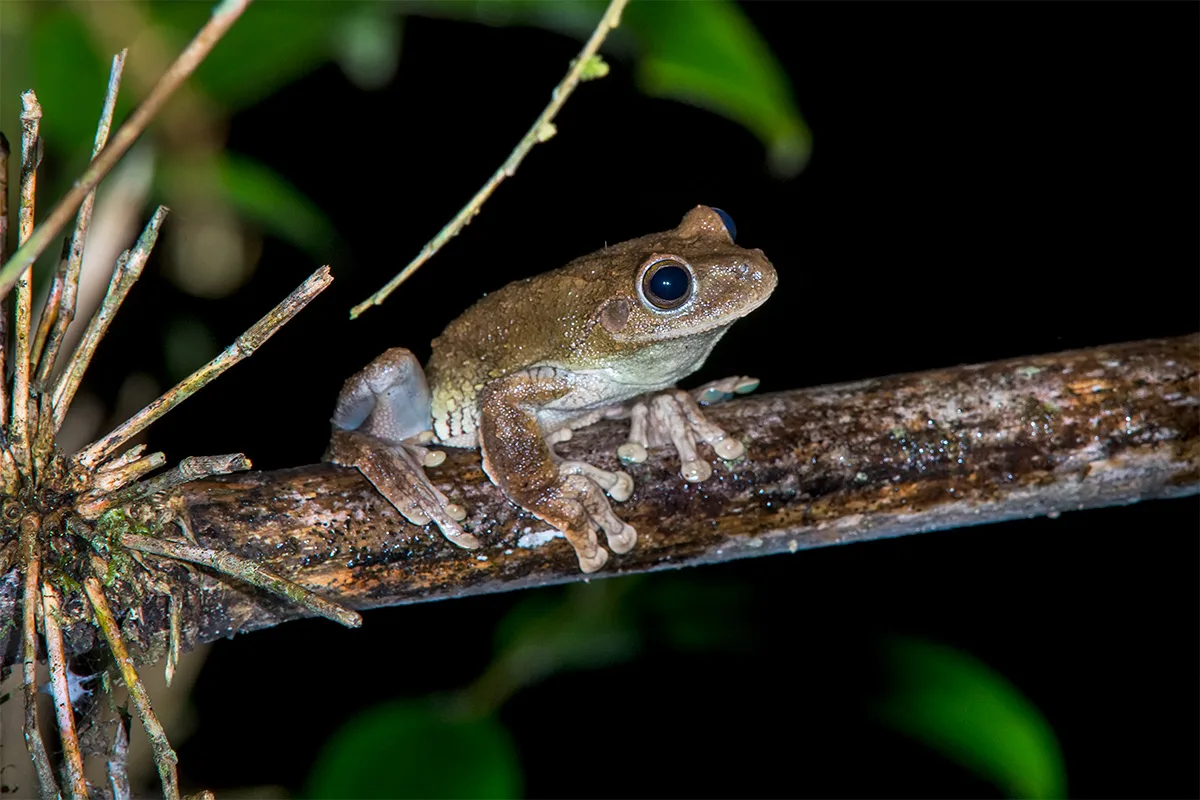 Reserva Águia Branca