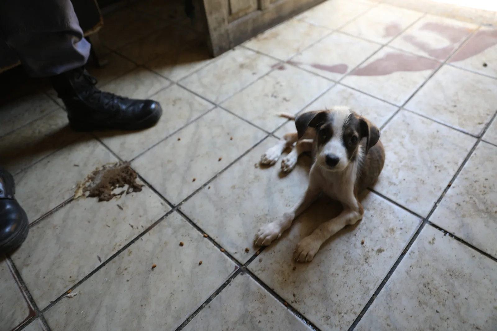 Cachorros vítimas de maus-tratos