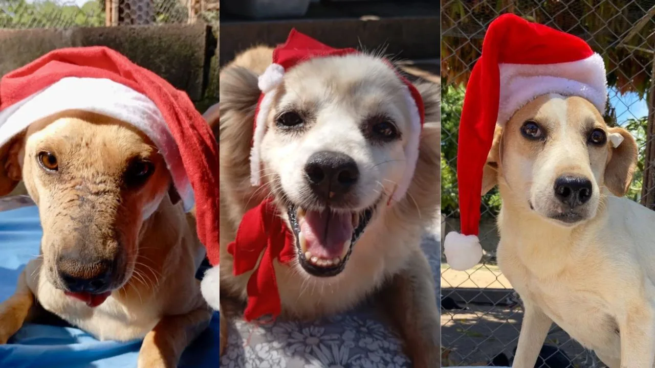 Campanha de Natal Animais Carentes