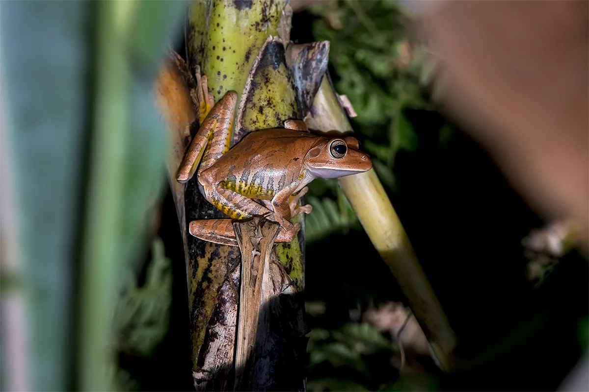Reserva Águia Branca