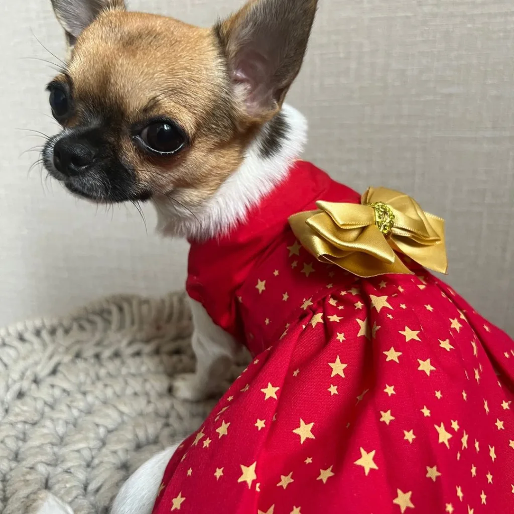 cachorro natal