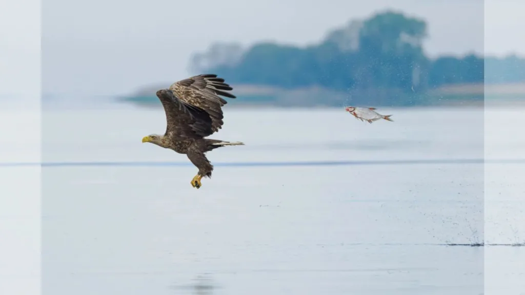 Nikon Comedy Wildlife Award